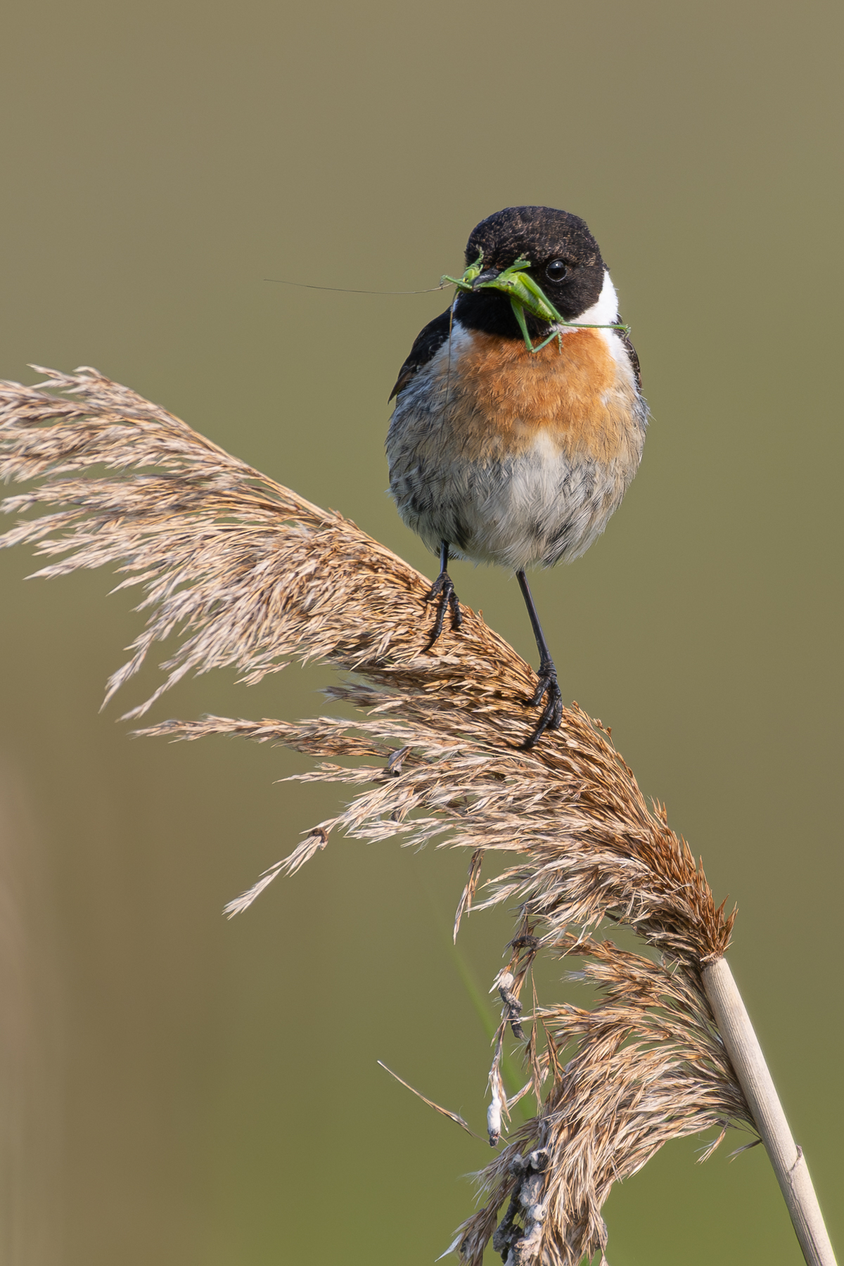 Vogel Roodborsttapuit