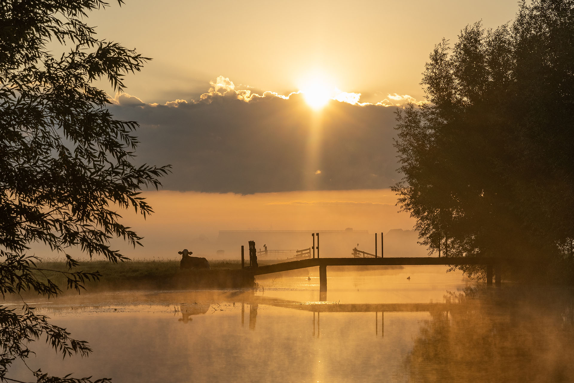 Zonsopkomst in de polder met koe